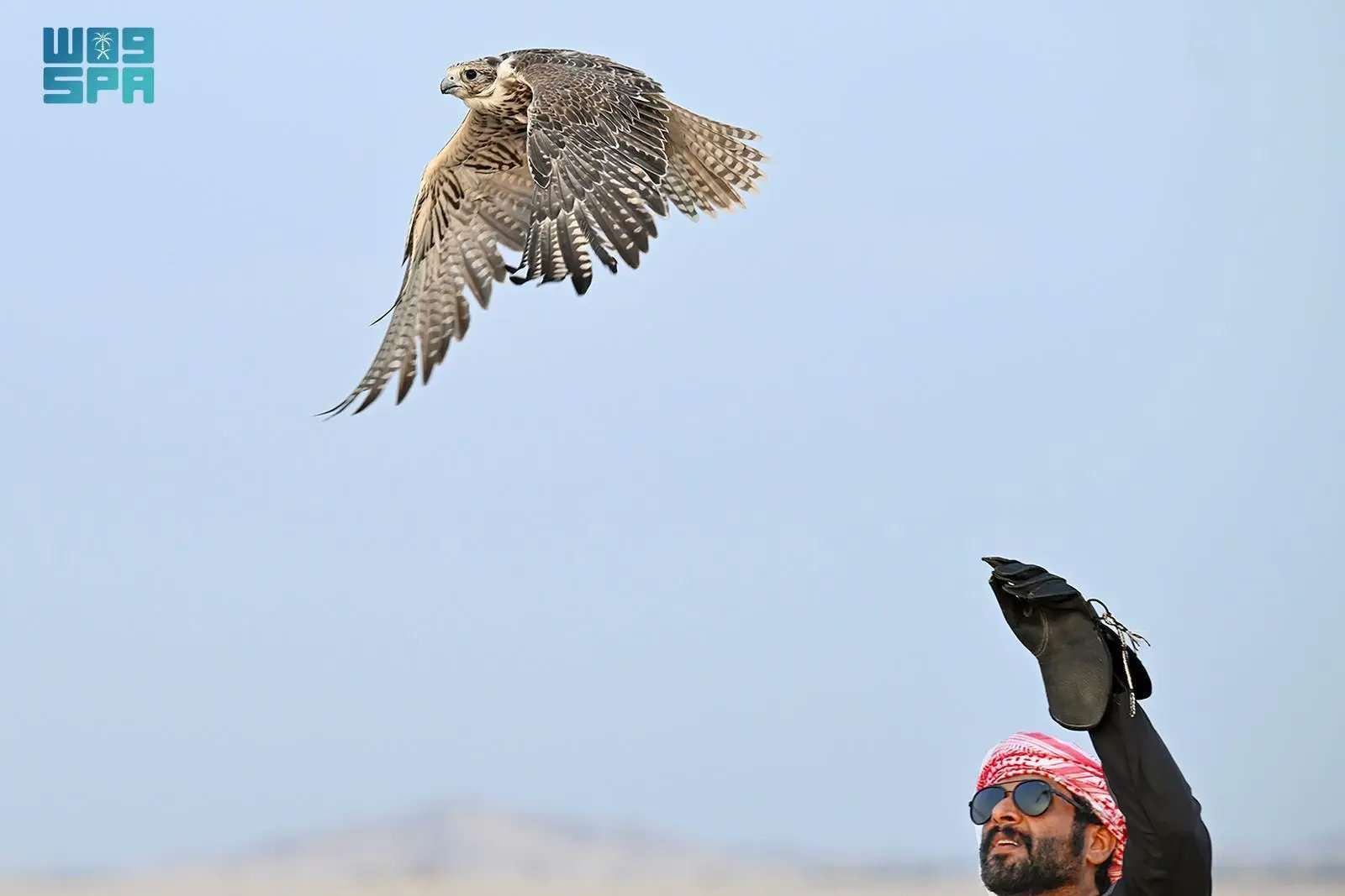 الصيد بالصقور.. فن أصيل يجمع بين الشعر والشجاعة