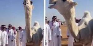 شاهد بالفيديو.. سوم قعود يصل إلى 3 ملايين ريال في مهرجان جادة الإبل بالطائف