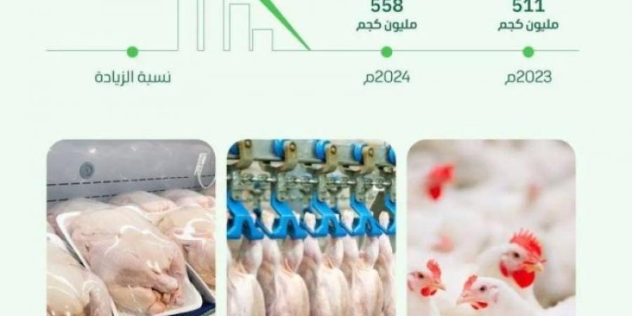 البيئة : المملكة تسجل رقمًا قياسًا بإنتاج 558 مليون كجم من لحوم الدواجن