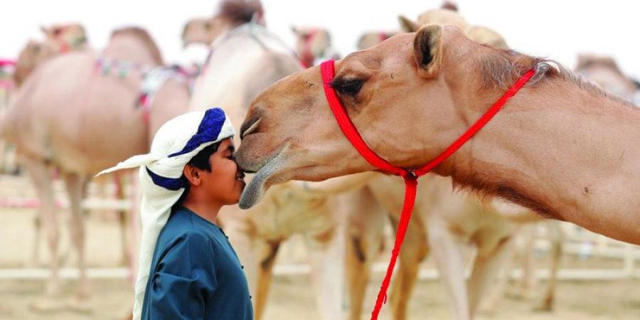 مهرجان الظفرة..  موسم «مزاينات الإبل» يقترب