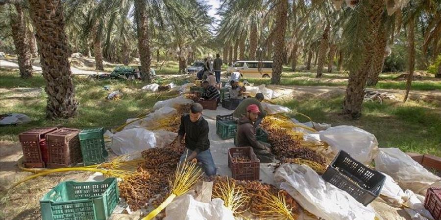 إنطلاق موسم جني التّمور بالجنوب التونسي