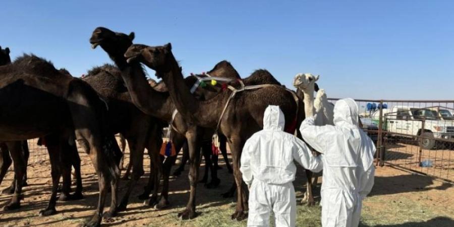 "وقاء نجران" يُشارك في "مزاد الإبل"