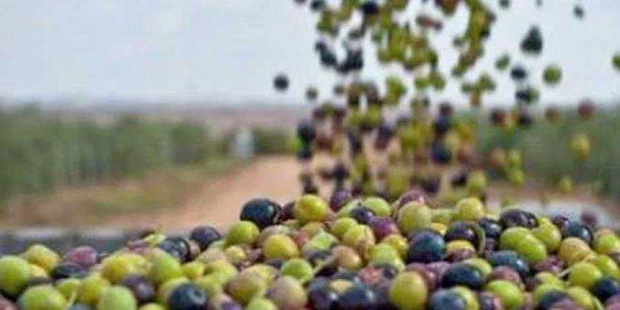 بشرى سارة/ مع انطلاق موسم الجني: تقديرات بإنتاج 206 آلاف طنّ من الزيتون بهذه الولاية..