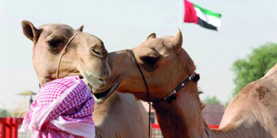 مزاينات مهرجان الظفرة تنطلق اليوم من «سويحان»