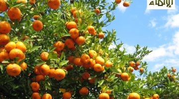 Juhayna Demonstrates Leadership in Agriculture with Commitment to Global Standards