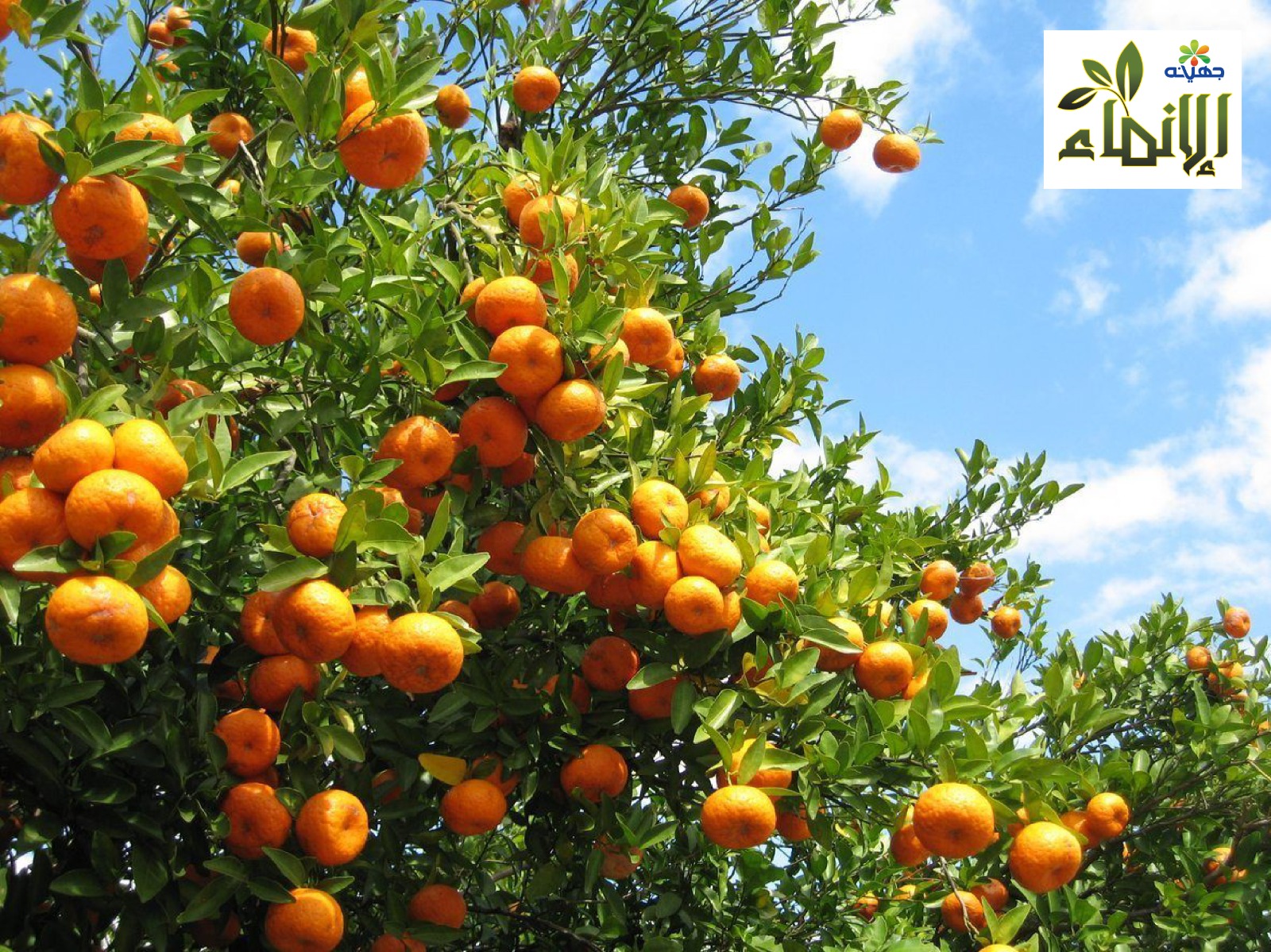 Juhayna Demonstrates Leadership in Agriculture with Commitment to Global Standards 5 Juhayna Demonstrates Leadership in Agriculture with Commitment to Global Standards