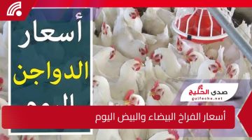 بورصة الدواجن اليوم أسعار الفراخ البيضاء والبيض اليوم للمستهلك اليوم الثلاثاء 31-12-2024