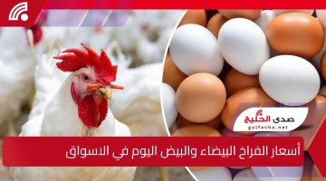“تحديث يومي”.. أسعار الفراخ البيضاء والبيض والكتاكيت اليوم للمستهلك في الأسواق المصرية