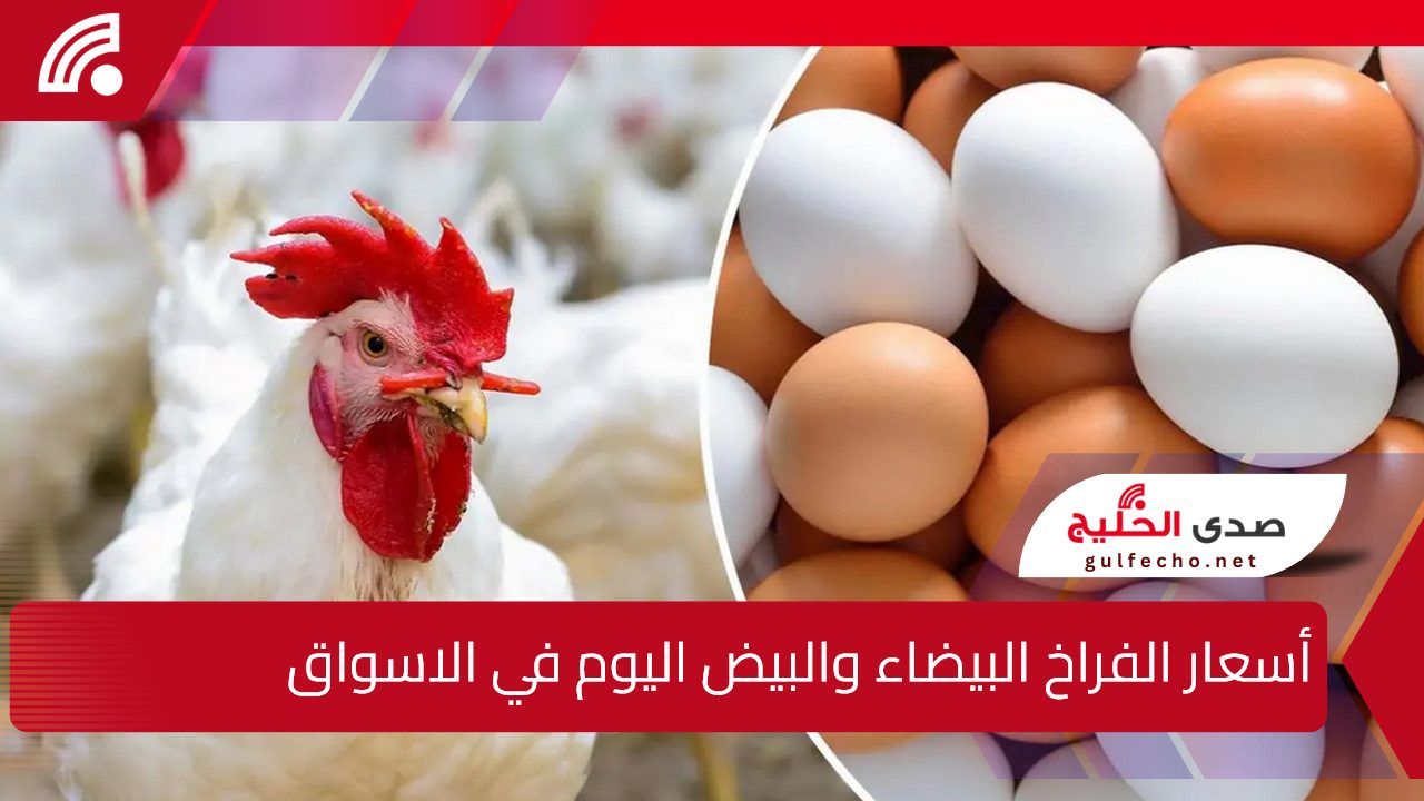 "تحديث يومي".. أسعار الفراخ البيضاء والبيض والكتاكيت اليوم للمستهلك في الأسواق المصرية 5 “تحديث يومي”.. أسعار الفراخ البيضاء والبيض والكتاكيت اليوم للمستهلك في الأسواق المصرية