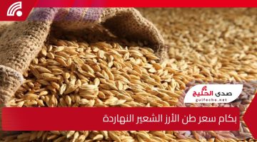 تعرف على سعر طن الأرز الشعير في الأسواق المصرية اليوم الجمعة 20 ديسمبر 2024.. وأحدث أسعار السلع الاستهلاكية اللي لازم تكون عارفها