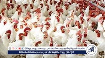 اسعار البيض اليوم السبت 11-1-2025 في الدقهلية