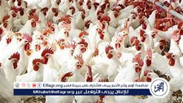اسعار البيض اليوم السبت 11-1-2025 في الدقهلية 5 اسعار البيض اليوم السبت 11-1-2025 في الدقهلية