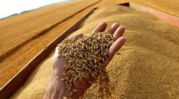 تفاصيل الخطة المصرية لإنشاء مركز للحبوب الأوكرانية
