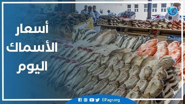 اسعار السمك اليوم السبت 18-1-2025 في الدقهلية 5 اسعار السمك اليوم السبت 18-1-2025 في الدقهلية