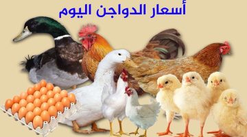 أسعار الفراخ البيضاء فى بورصة الدواجن اليوم الثلاثاء 21-1-2025.. مفاجأة قبل شهر رمضان