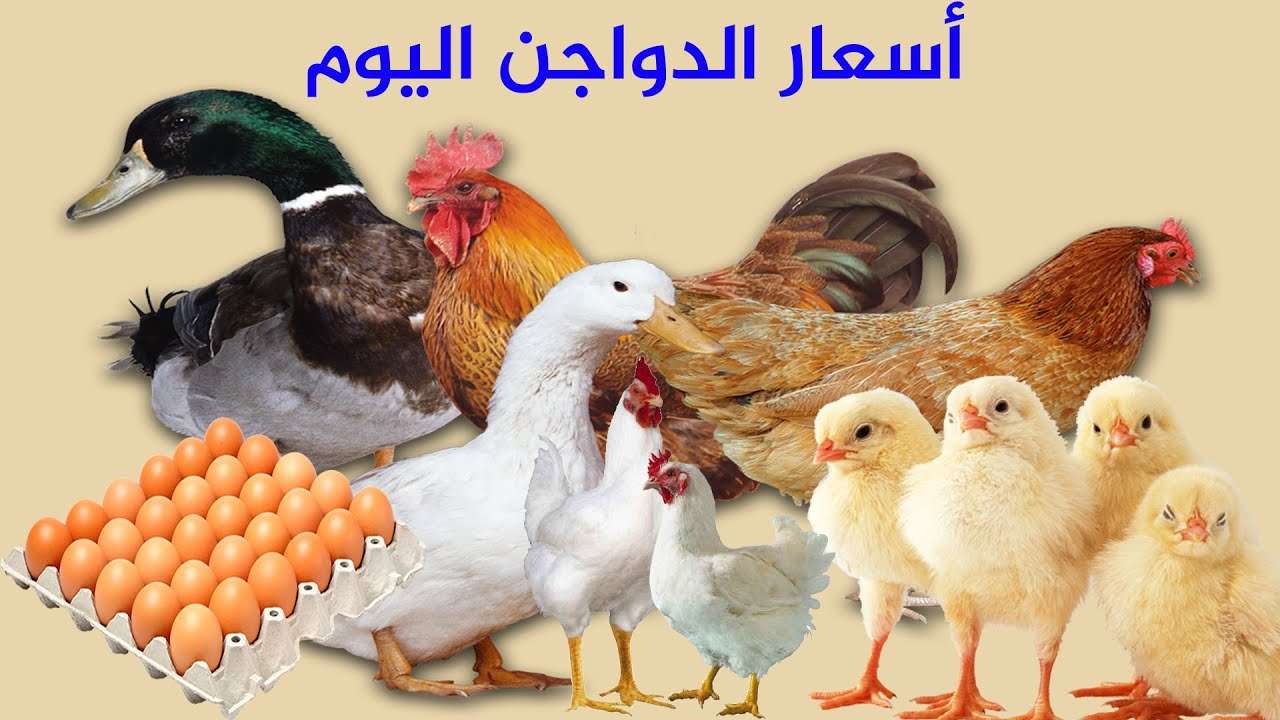 أسعار الفراخ البيضاء فى بورصة الدواجن اليوم الثلاثاء 21-1-2025.. مفاجأة قبل شهر رمضان 5 أسعار الفراخ البيضاء فى بورصة الدواجن اليوم الثلاثاء 21-1-2025.. مفاجأة قبل شهر رمضان