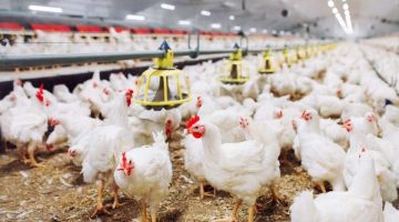 ارتفاع جديد يضرب سوق الفراخ اليوم الاثنين 27 يناير.. بكم البيض النهاردة