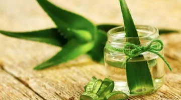 زيت الصبار.. إليك فوائده الصحية