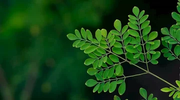 المورينجا.. كنز طبيعي لفوائد صحية مذهلة يوميًا