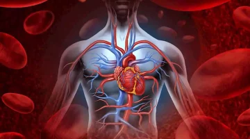 أطعمة ومشروبات تساعد على تنشيط الدورة الدموية.. احرص على تناولها
