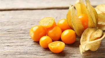 الحرنكش على الريق.. 10 فوائد صحية لا تُصدّق
