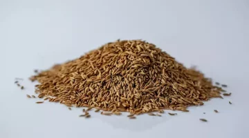 الإفراط في الكمون- ماذا يفعل بالجسم؟
