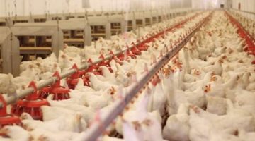 وزارة الزراعة تقرر السماح باستيراد الدواجن ومنتجاتها من الصين