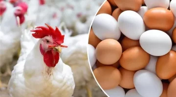 الكيلو بكام انهارده.. استقرار غير مسبوق بأسعار الدواجن اليوم ومفاجأة بسعر كرتونة البيض والكتكوت الابيض