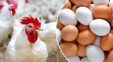 الكيلو بكام انهارده.. ارتفاع غير مسبوق بأسعار الدواجن اليوم ومفاجأة بسعر كرتونة البيض