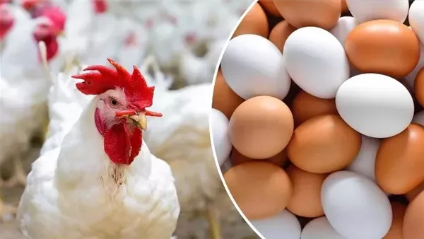 الكيلو بكام انهارده.. ارتفاع غير مسبوق بأسعار الدواجن اليوم ومفاجأة بسعر كرتونة البيض 5 الكيلو بكام انهارده.. ارتفاع غير مسبوق بأسعار الدواجن اليوم ومفاجأة بسعر كرتونة البيض