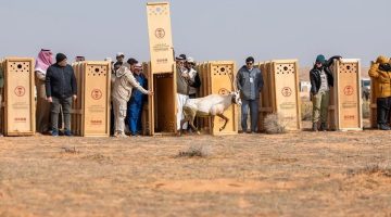 إطلاق عدد من الكائنات الفطرية المهددة بالانقراض بمحمية الإمام تركي بن عبدالله