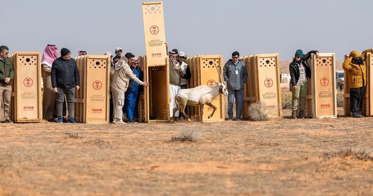 إطلاق عدد من الكائنات الفطرية المهددة بالانقراض بمحمية الإمام تركي بن عبدالله
