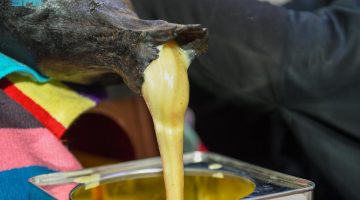 السمن البري بالحدود الشمالية.. حِرَفة أصيلة بأنامل نسائية ومعززة بـ7 ملايين رأس ماشية وإبل