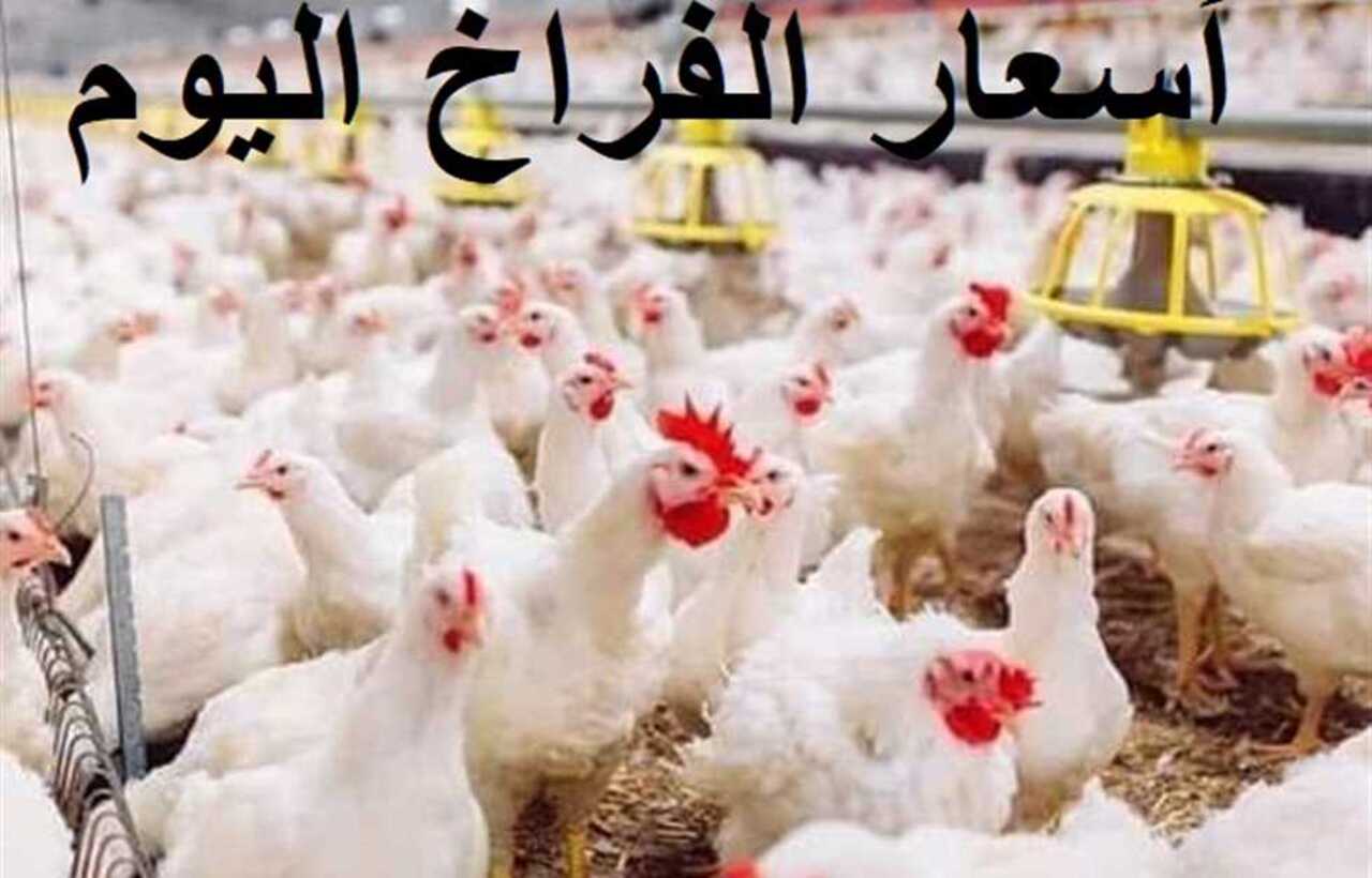 كم اسعار الدواجن البيضاء اليوم الخميس الموافق 2 يناير 2025؟ هل زدات الأسعار أم لا 5 كم اسعار الدواجن البيضاء اليوم الخميس الموافق 2 يناير 2025؟ هل زدات الأسعار أم لا