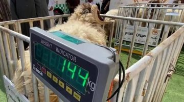 «البيئة»: تطبيق آليات بيع المواشي الحية بالأوزان اعتباراً من 01 محرم 1447هـ – أخبار السعودية