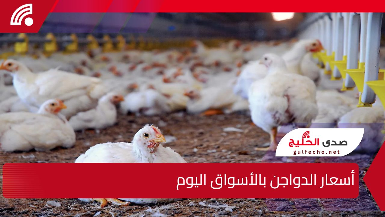 ارتفاع طفيف في أسعار الدواجن بالأسواق الخميس 16 يناير 2025 مع استقرار أسعار البيض