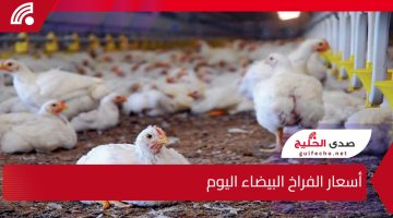أسعار الفراخ البيضاء اليوم 18 يناير 2025 وأبرز التحديثات في الأسواق المحلية وتأثيراتها على المستهلكين