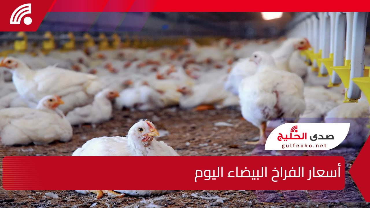 أسعار الفراخ البيضاء اليوم 18 يناير 2025 وأبرز التحديثات في الأسواق المحلية وتأثيراتها على المستهلكين 5 أسعار الفراخ البيضاء اليوم 18 يناير 2025 وأبرز التحديثات في الأسواق المحلية وتأثيراتها على المستهلكين
