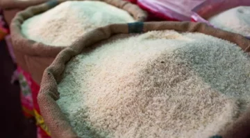 استقرار أسعار الأرز الشعير في الأسواق المصرية اليوم