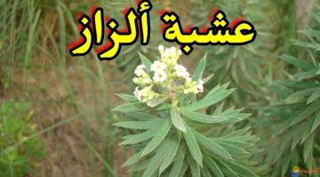 عشبة الزاز وفوائدها المدهشة لصحة الشعر والجلد وكيفية استخدامها