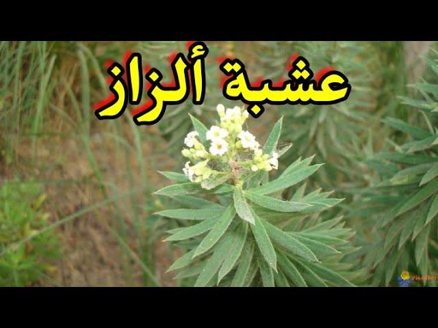 عشبة الزاز وفوائدها المدهشة لصحة الشعر والجلد وكيفية استخدامها 5 عشبة الزاز وفوائدها المدهشة لصحة الشعر والجلد وكيفية استخدامها
