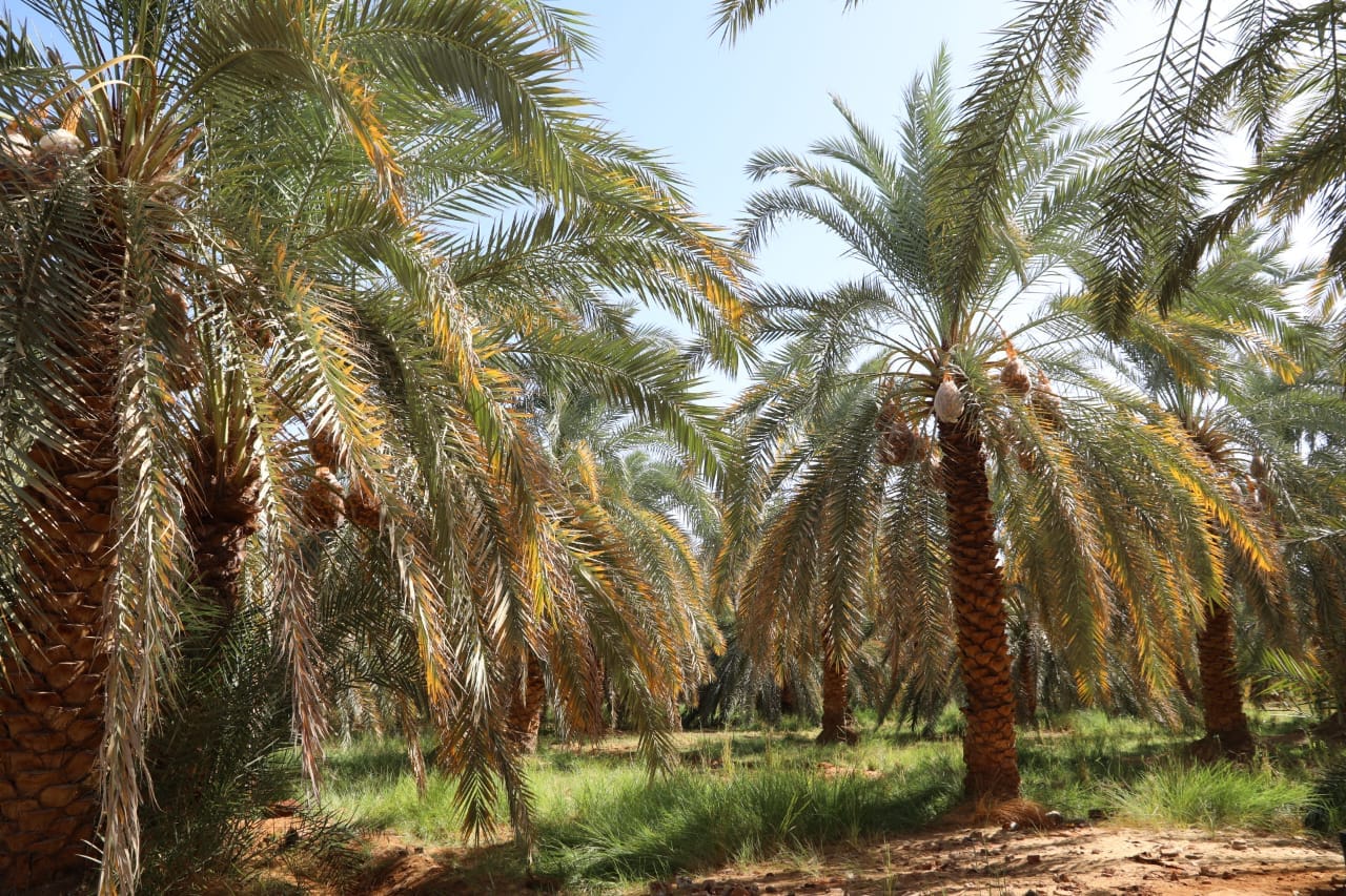 مصر الأولى عالميا فى إنتاج التمور