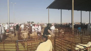 الأضحية في السعودية… من تنفيذ الوصايا إلى التوكيل