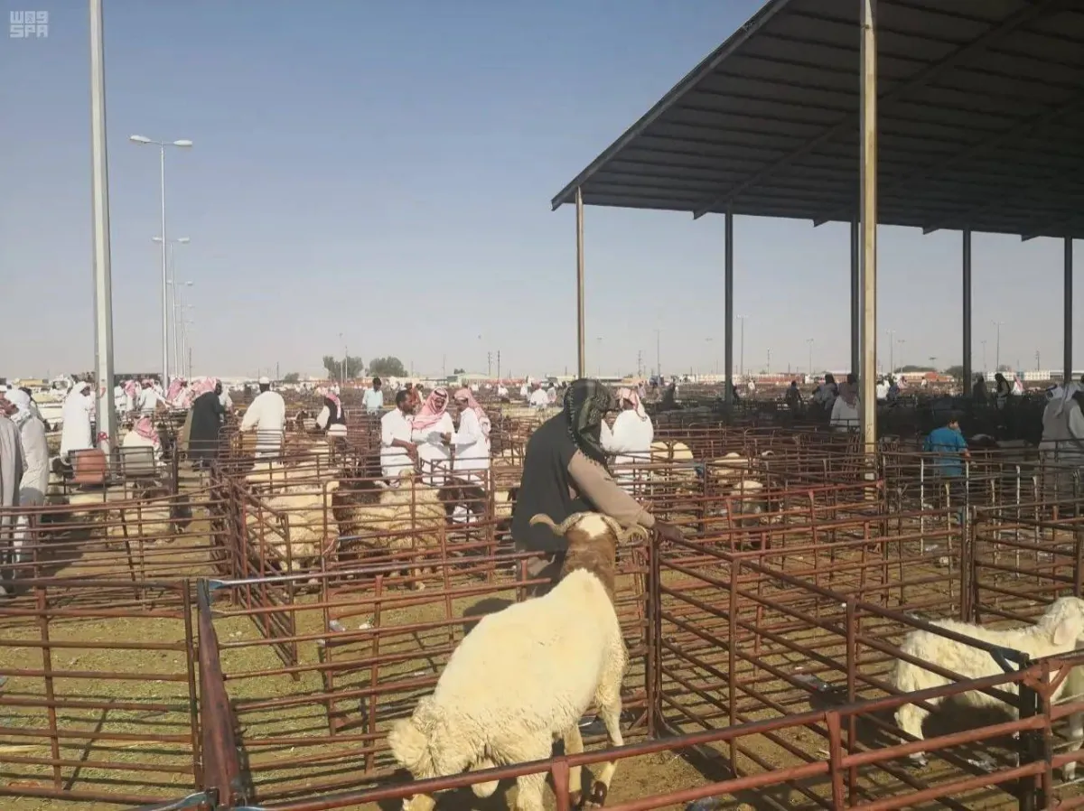الأضحية في السعودية… من تنفيذ الوصايا إلى التوكيل