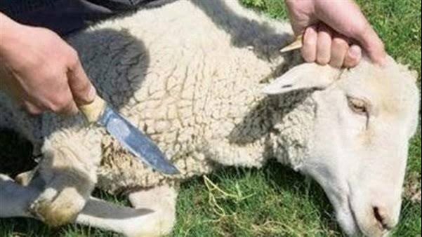مدينة الأبحاث العلمية توجه نصائح للتوعية بطرق التخلص الآمن من مخلفات النحر 5 مدينة الأبحاث العلمية توجه نصائح للتوعية بطرق التخلص الآمن من مخلفات النحر