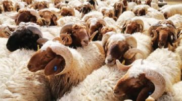 طرق التخلص من رائحة الأضاحي في المنزل