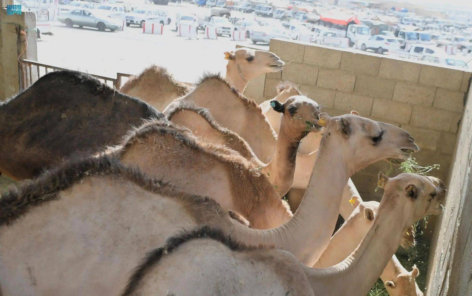 1749190041 212 الأضحية في السعودية من تنفيذ الوصايا إلى التوكيل