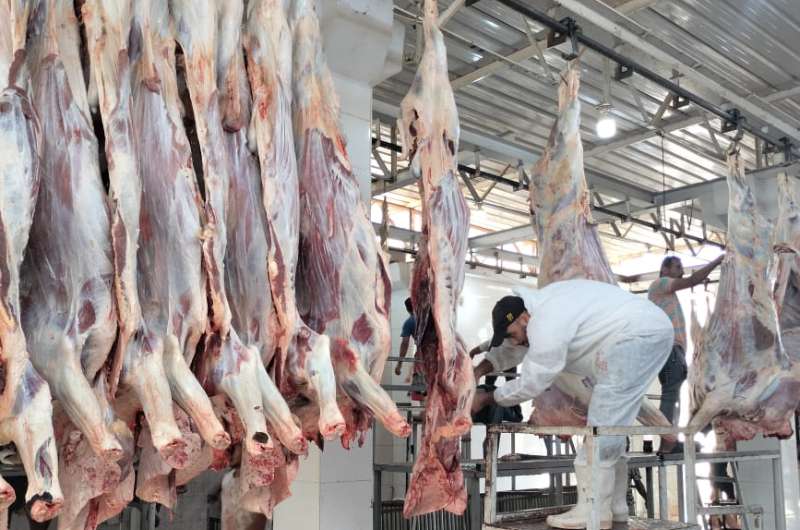المجازر الحكومية تستقبل أكثر من 9800 أضحية خلال أول أيام العيد 5 المجازر الحكومية تستقبل أكثر من 9800 أضحية خلال أول أيام العيد