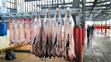ذبـ.ح 20 ألف أضحية بالمـ.جازر الحكومية خلال أول يومين لعيد الأضحى المبارك