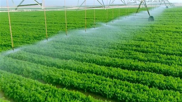 خبير يوضح أبرز جهود الدولة في دعم القطاع الزراعي 5 خبير يوضح أبرز جهود الدولة في دعم القطاع الزراعي